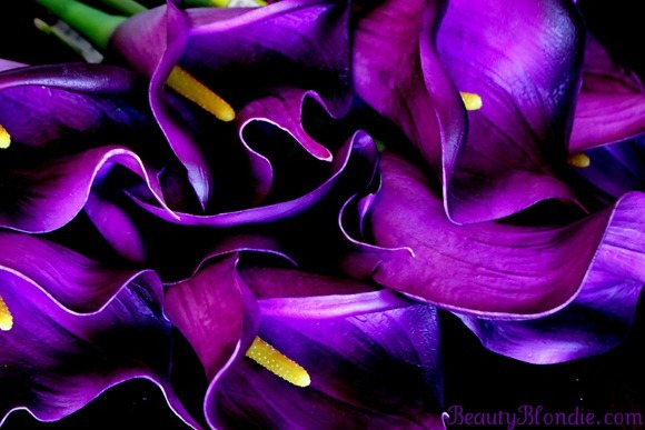 Purple Calla Lillies