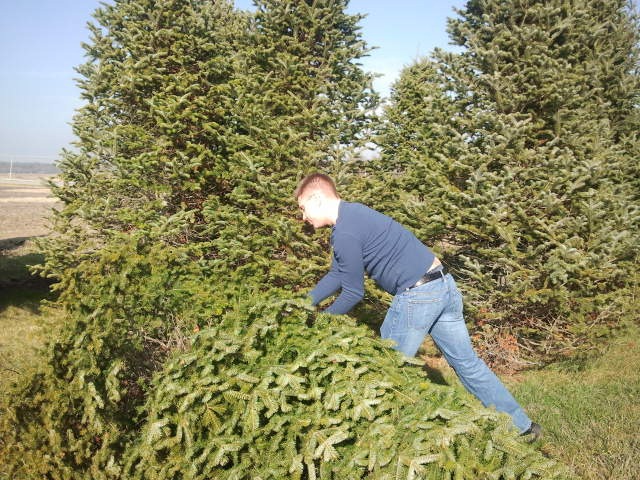 Cutting Down a Christmas Tree